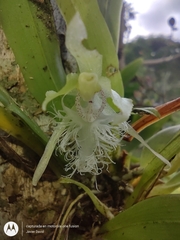 Kefersteinia mystacina