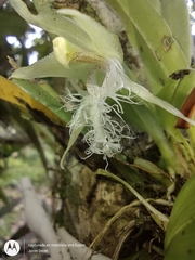 Kefersteinia mystacina