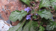 Ajuga decumbens