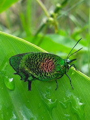 Arcas imperialis