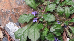 Ajuga decumbens