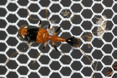 Erectocolliuris fairmairei
