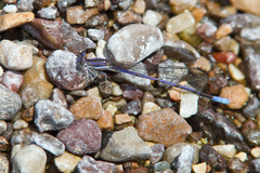 Argia hinei