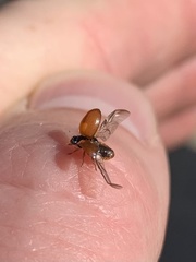 Adalia decempunctata