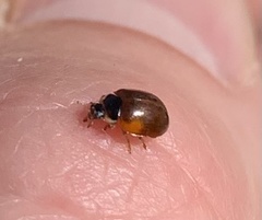 Adalia decempunctata