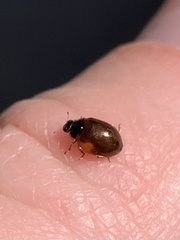 Adalia decempunctata