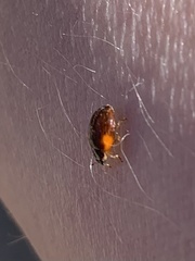 Adalia decempunctata