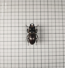 Serrognathus kyanrauensis