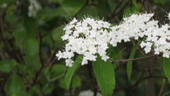 Viburnum erosum