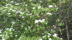 Viburnum erosum