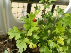 Coccinella septempunctata