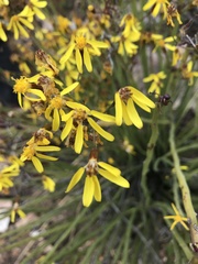 Senecio junceus
