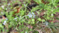 Trigonotis peduncularis