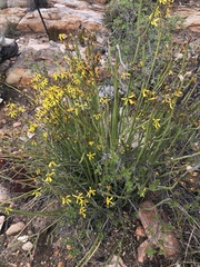 Senecio junceus
