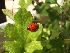 Coccinella septempunctata