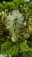 Fothergilla gardenii