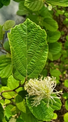 Fothergilla gardenii