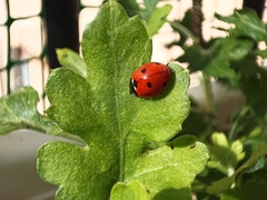 Coccinella septempunctata