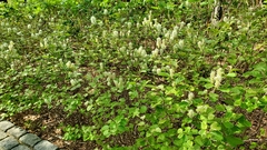 Fothergilla gardenii