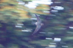 Collocalia marginata
