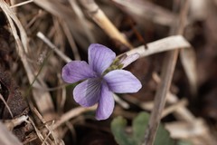 Viola