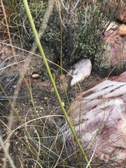 Osteospermum junceum