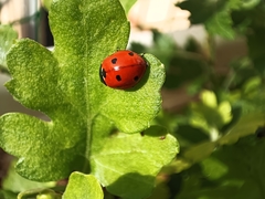 Coccinella septempunctata