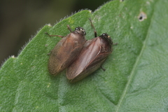 Eoscarta