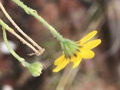 Osteospermum junceum