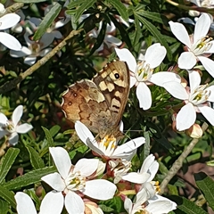 Pararge aegeria