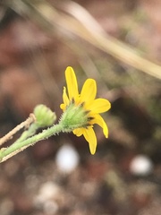 Osteospermum junceum