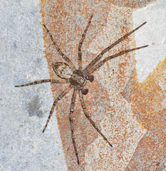 Philodromus cespitum