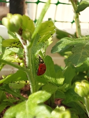 Coccinella septempunctata