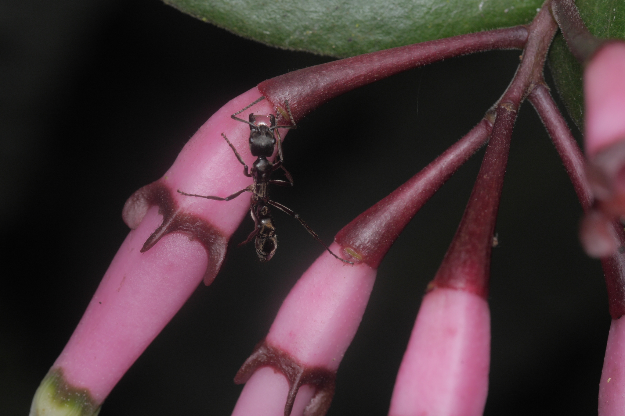 Neoponera bugabensis