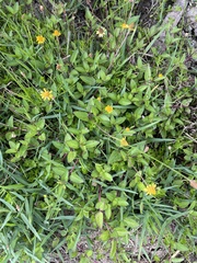 Acmella oppositifolia