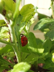 Coccinella septempunctata
