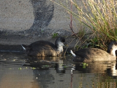Fulica rufifrons