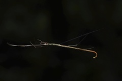 Ariamnes cylindrogaster