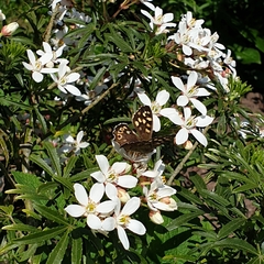 Pararge aegeria