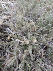 Frankenia thymifolia