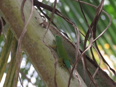 Phelsuma andamanensis