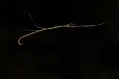 Ariamnes cylindrogaster