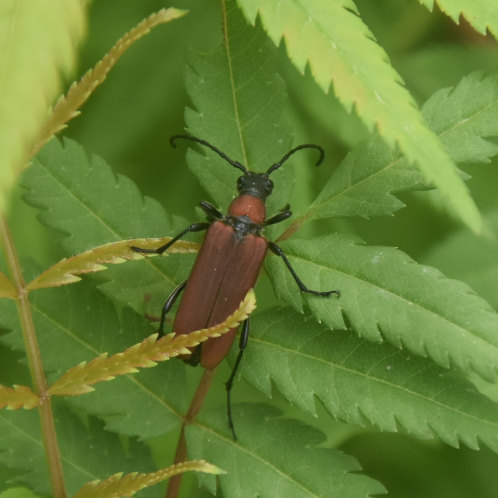 Anastrangalia rubriola