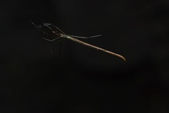 Ariamnes cylindrogaster