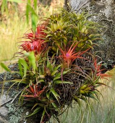 Aechmea recurvata