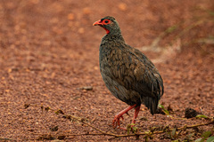 Pternistis afer cranchii