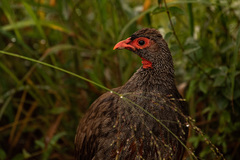 Pternistis afer cranchii