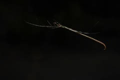 Ariamnes cylindrogaster