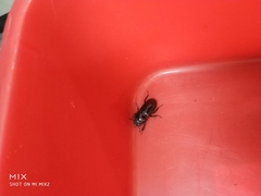 Figulus binodulus