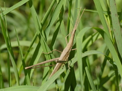 Acrida turrita